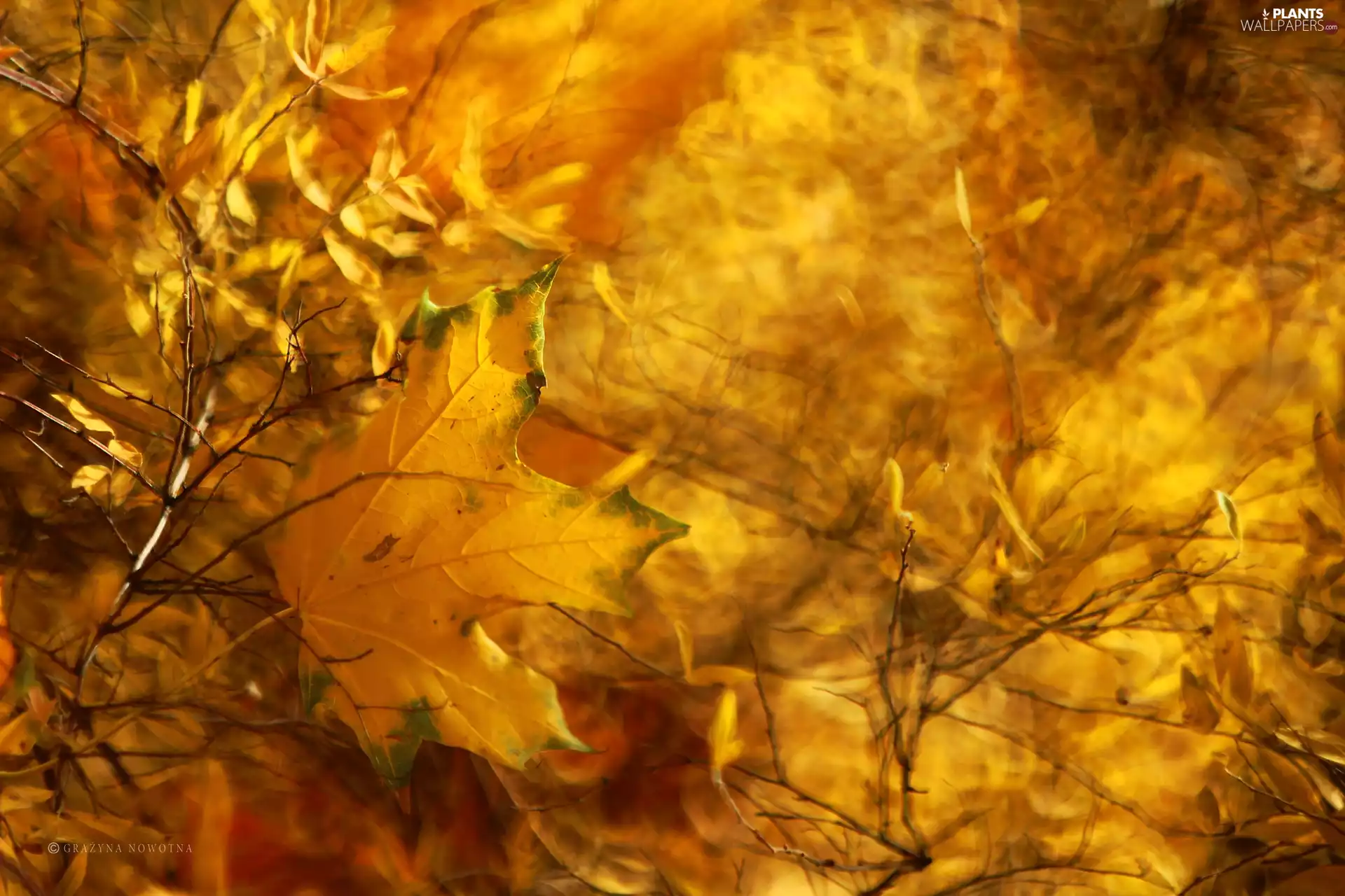 leaf, Yellow, Autumn
