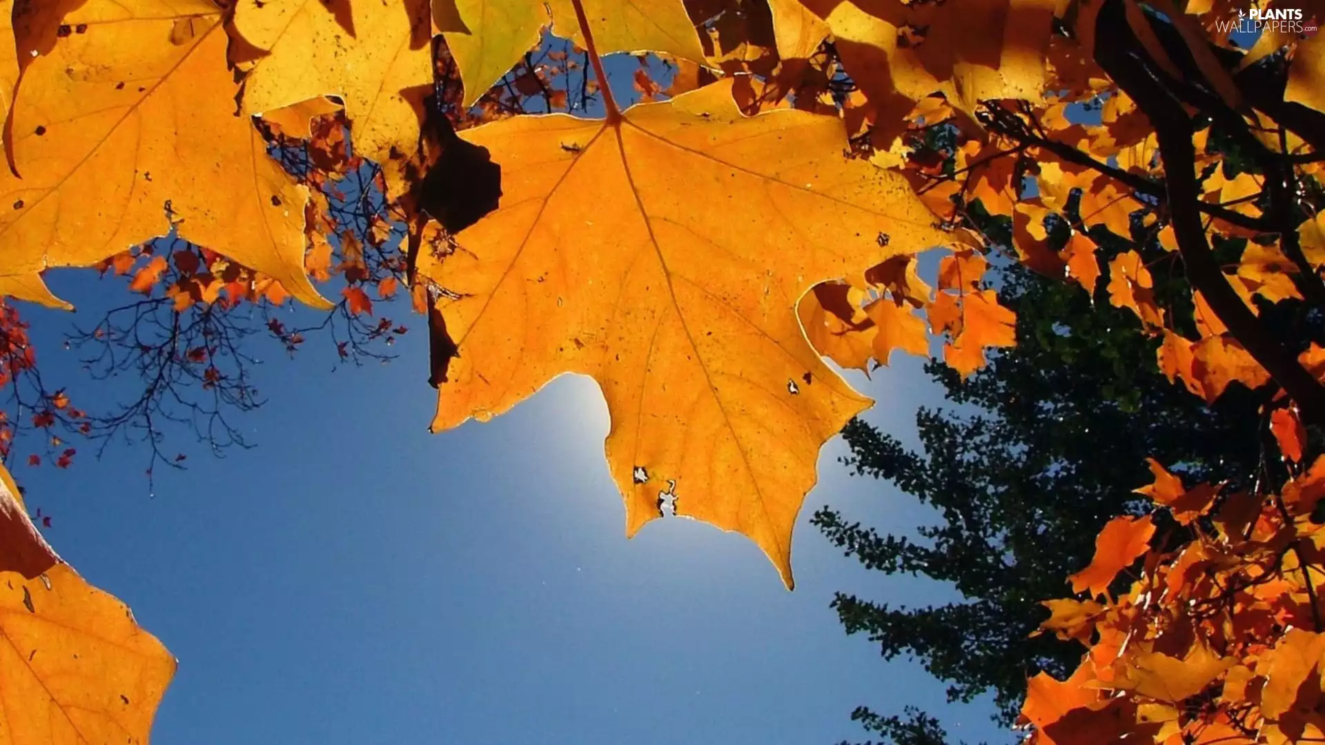 Leaf, Yellow, Autumn