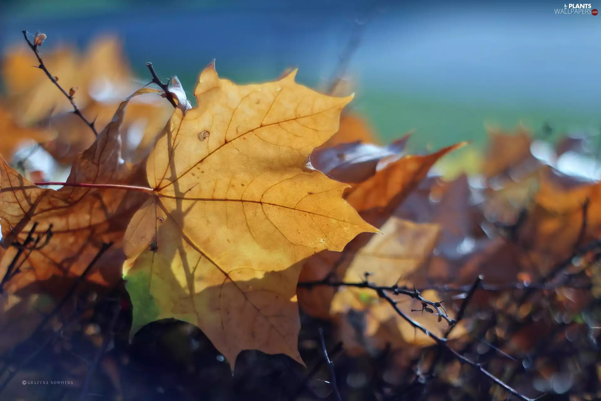 leaf, Yellow, Autumn