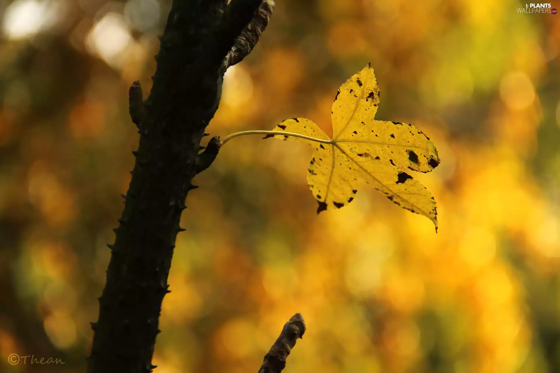 leaf, Yellow, Autumn