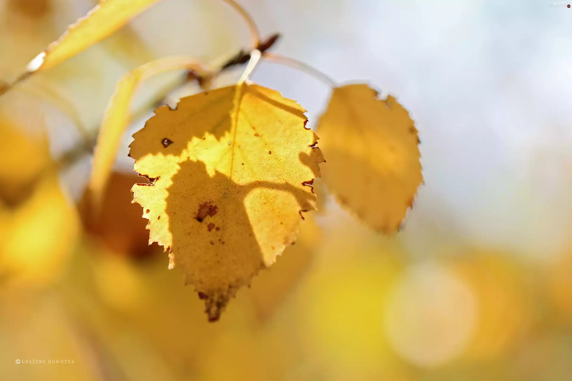 leaf, Yellow, Autumn