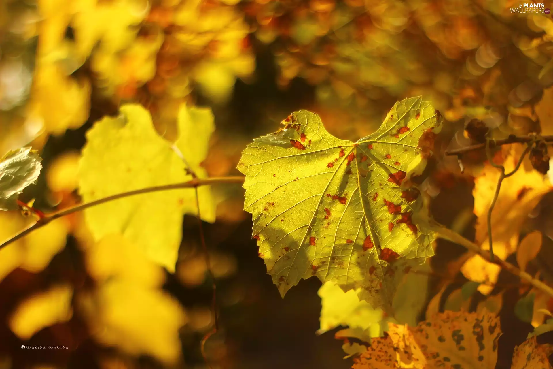 leaf, Yellow, Autumn