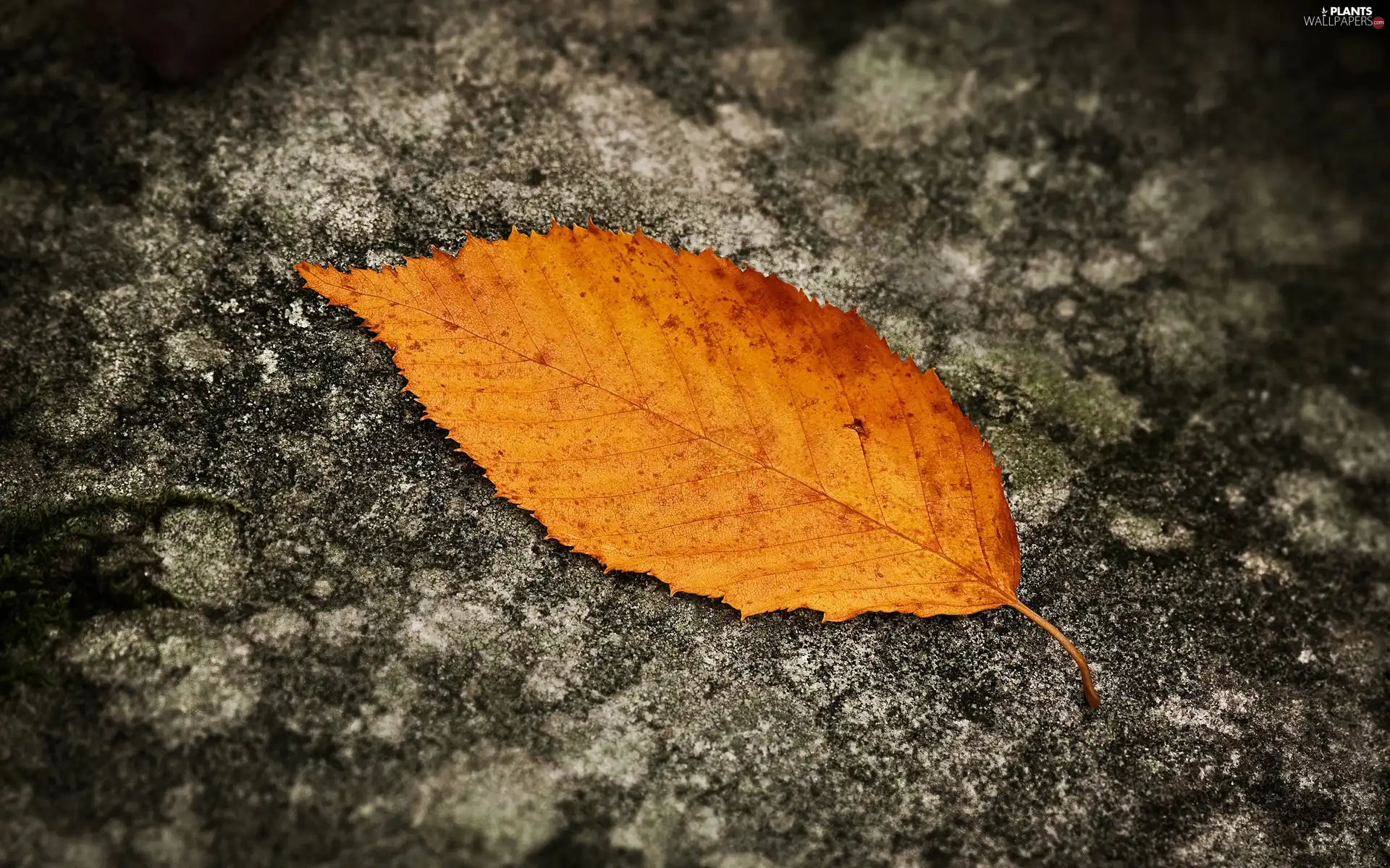 leaf, Yellow, Autumn