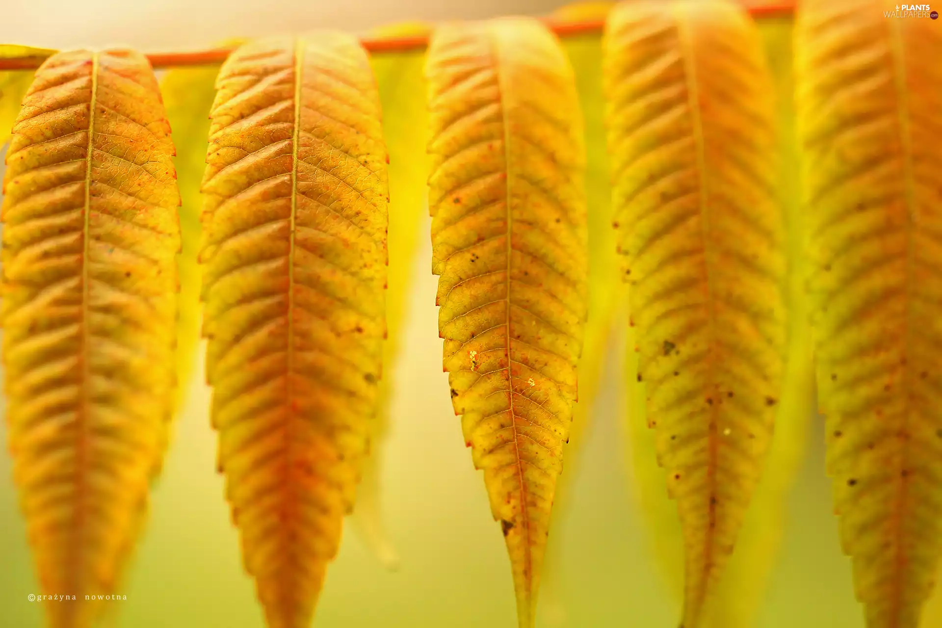 Leaf, Yellow, Autumn