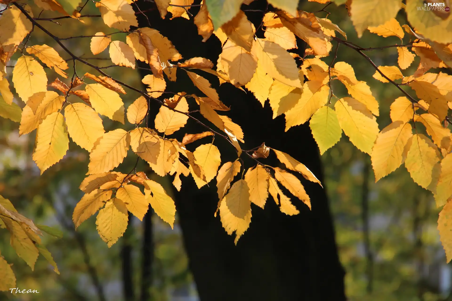 Leaf, Yellow, Autumn