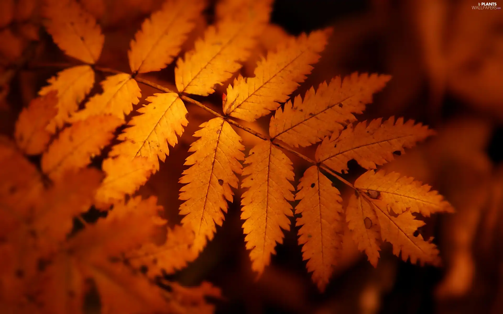 Leaf, Yellow, Autumn