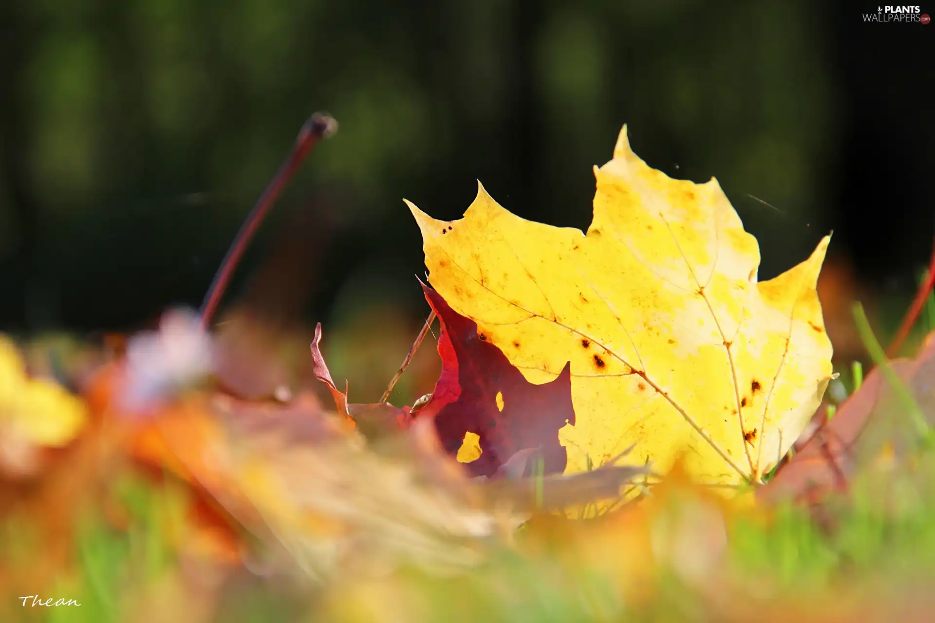 leaf, Yellow, Autumn