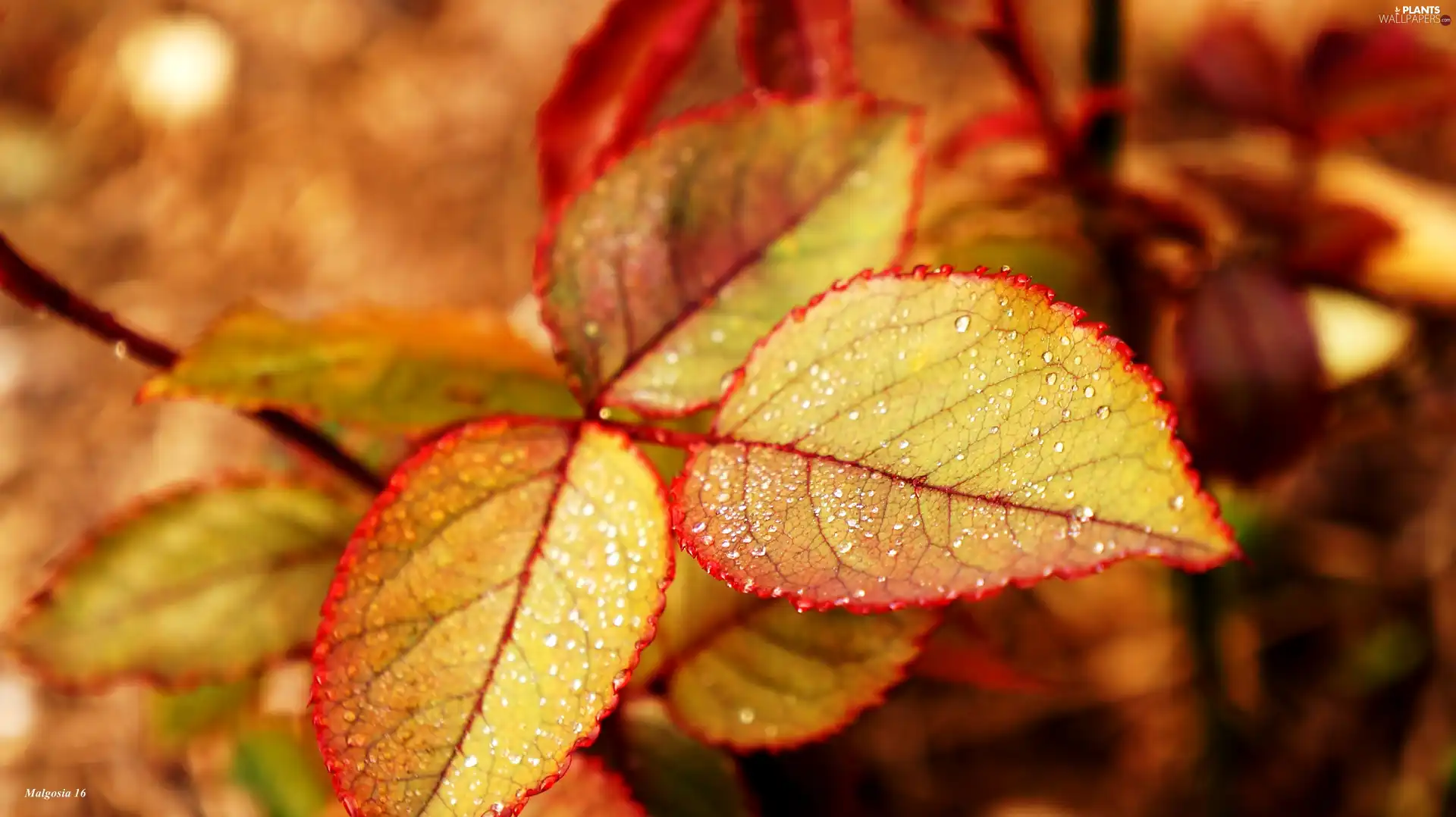 Autumn, leaf