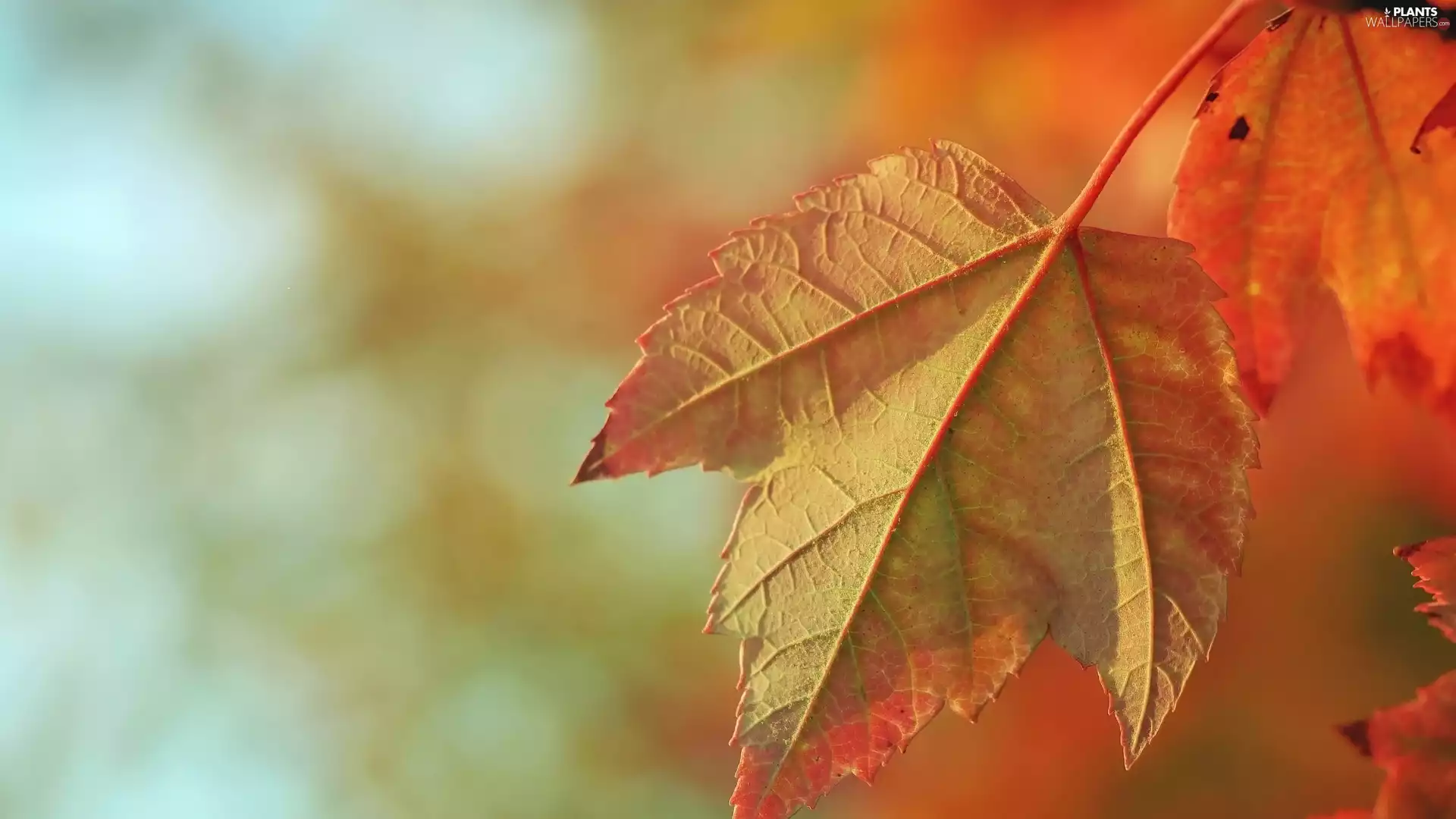 leaf, blurry background