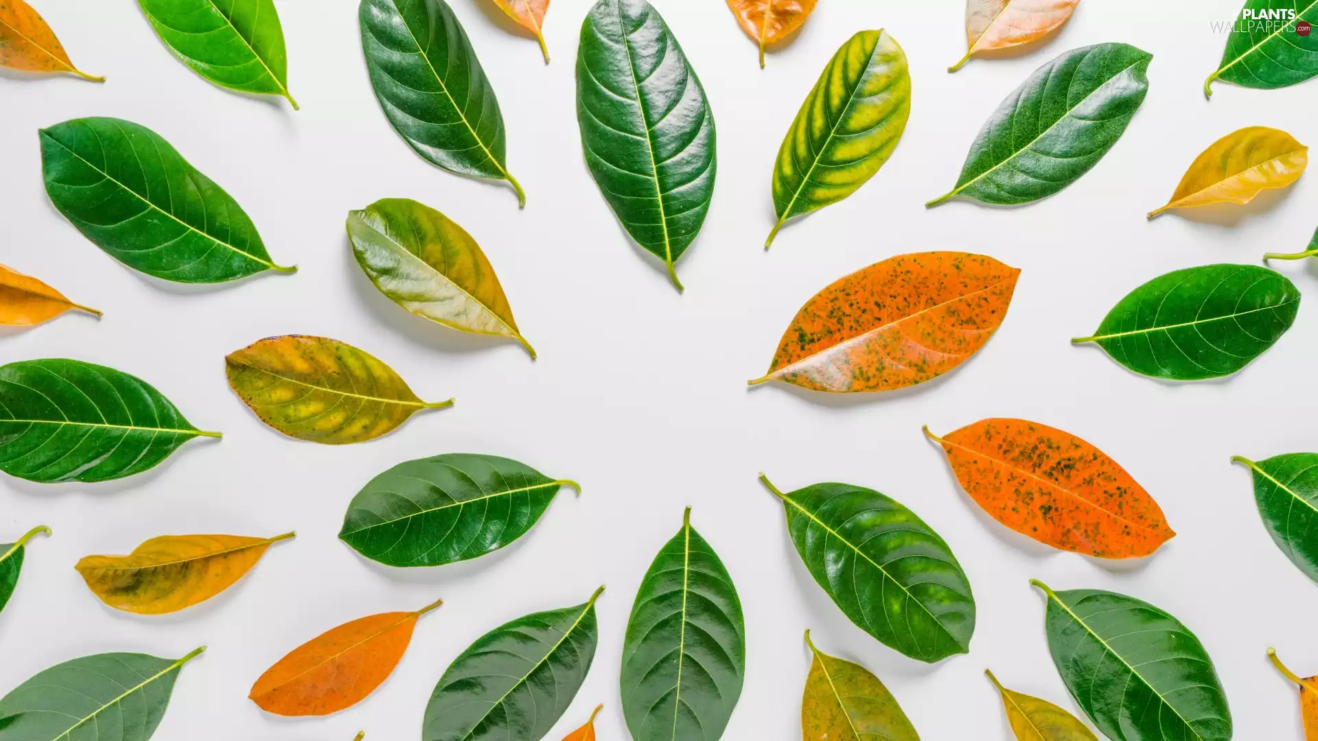 Leaf, white background