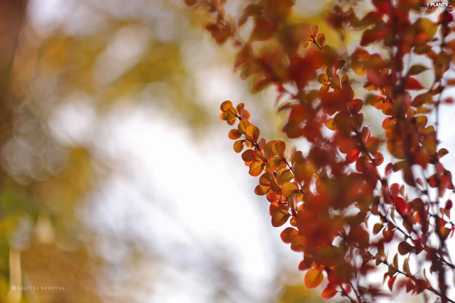 barberry, Red, Leaf, Bush