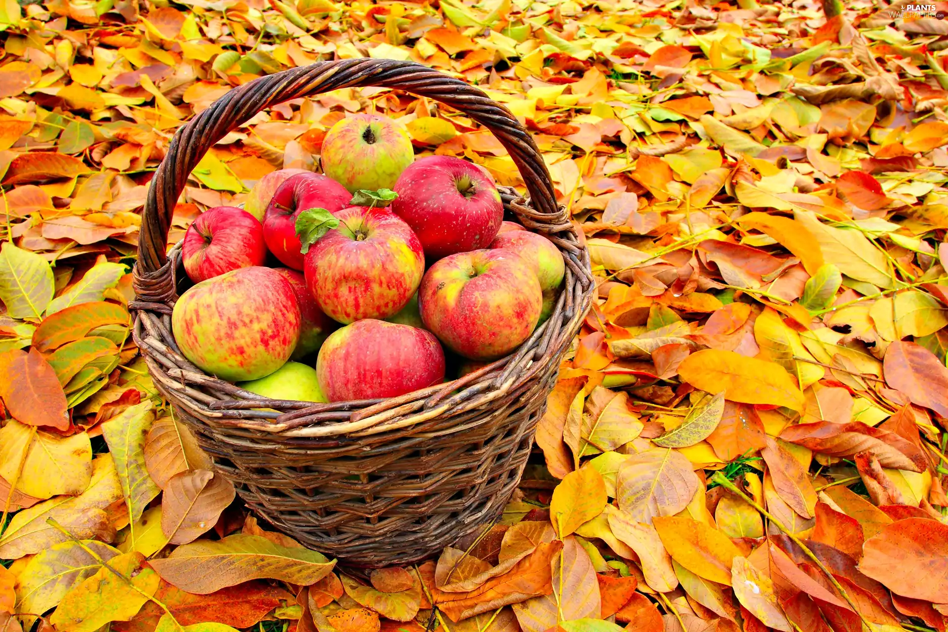 Leaf, apples, basket