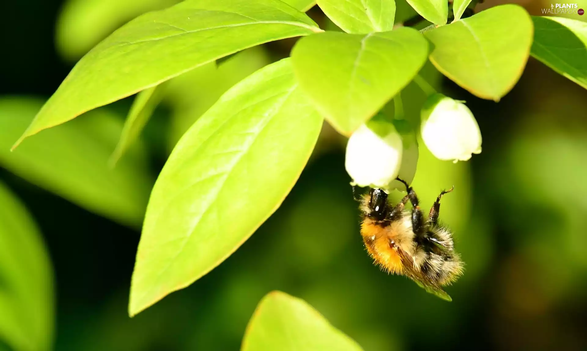 bee, green ones, Leaf