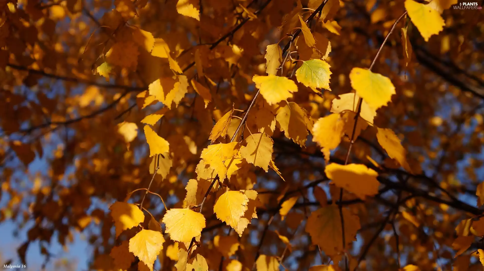 birch-tree, Autumn, Leaf