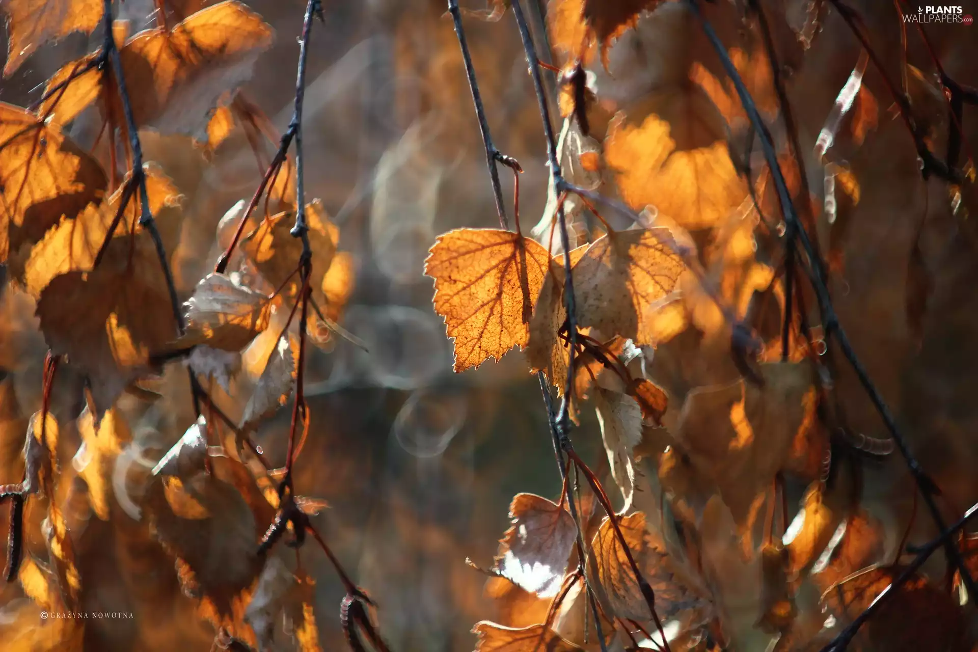 birch-tree, dry, Leaf
