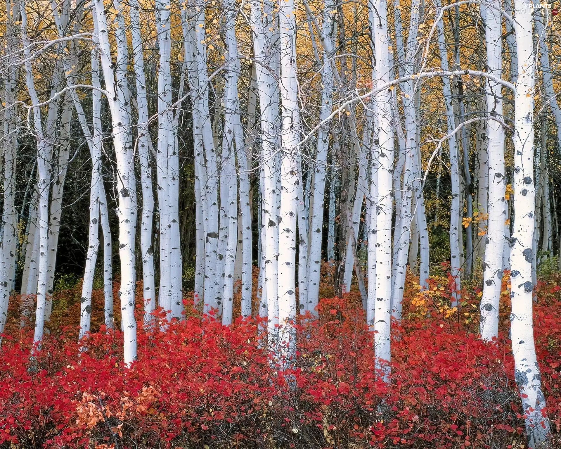 color, Leaf, birch, Bush, grove