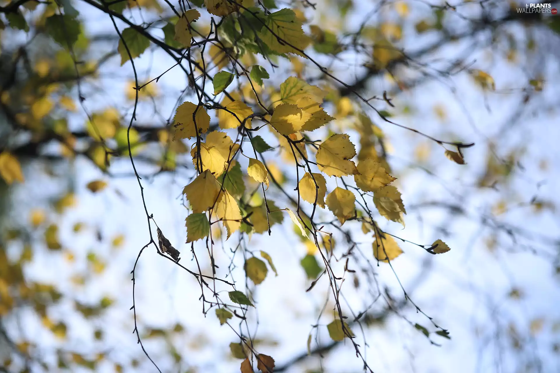 Twigs, Leaf, birch-tree, Yellow