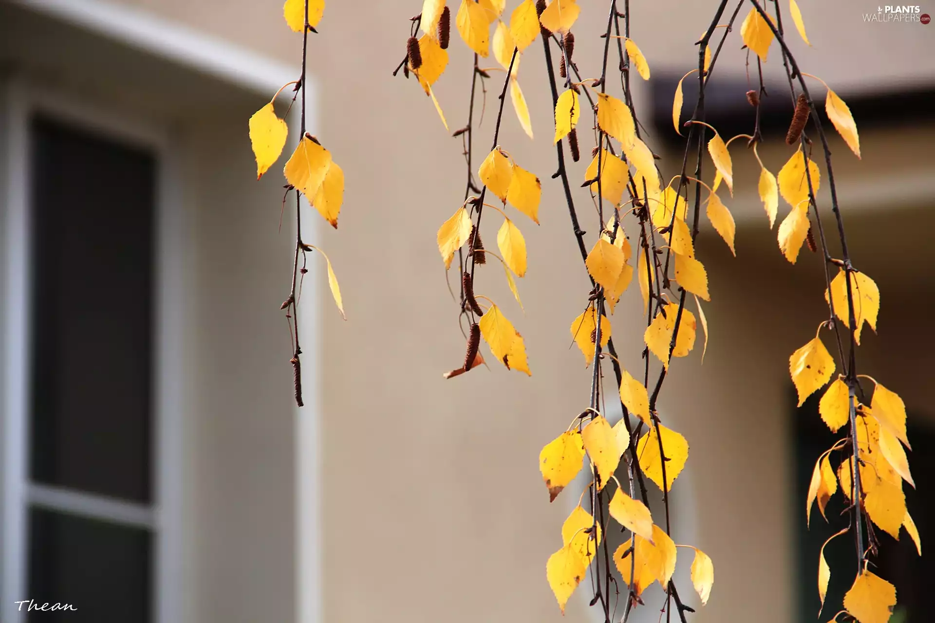 birch-tree, Yellow, Leaf