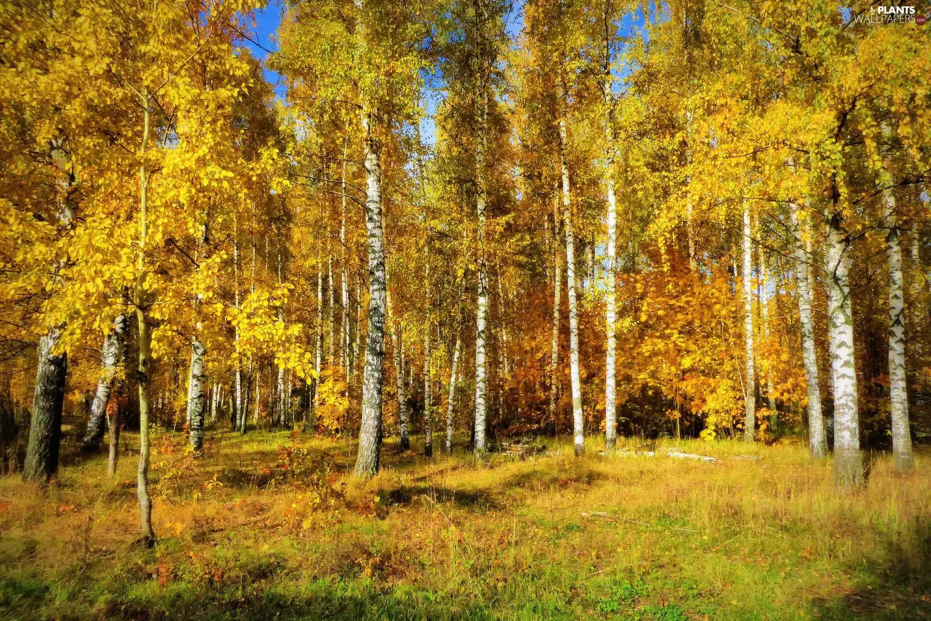 trees, Yellowed, birch, Leaf, forest, viewes, autumn