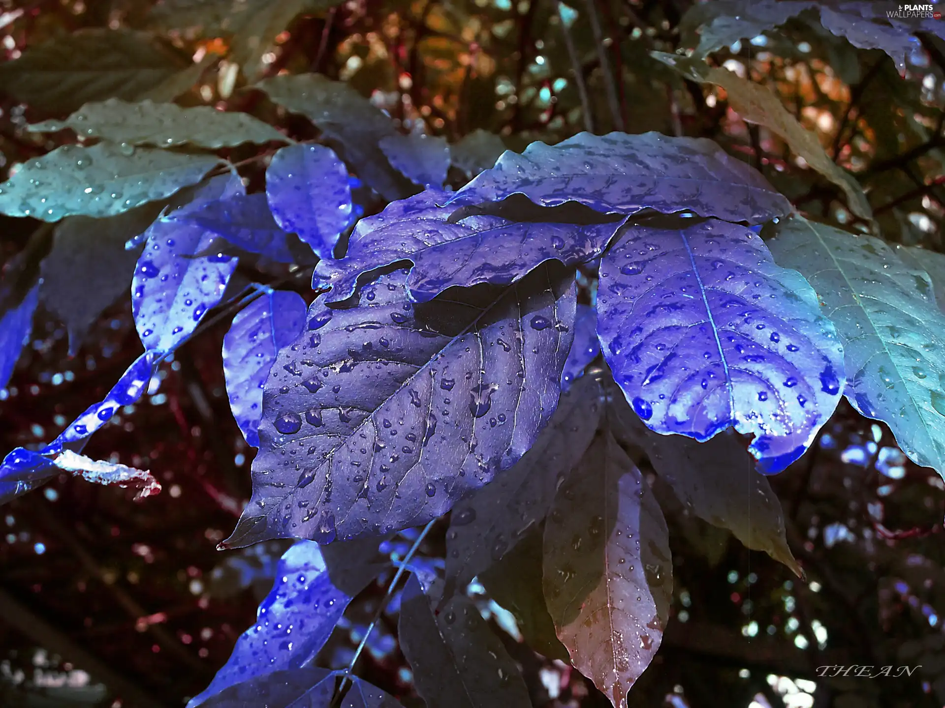 Blue, Leaf - Plants wallpapers: 2560x1920