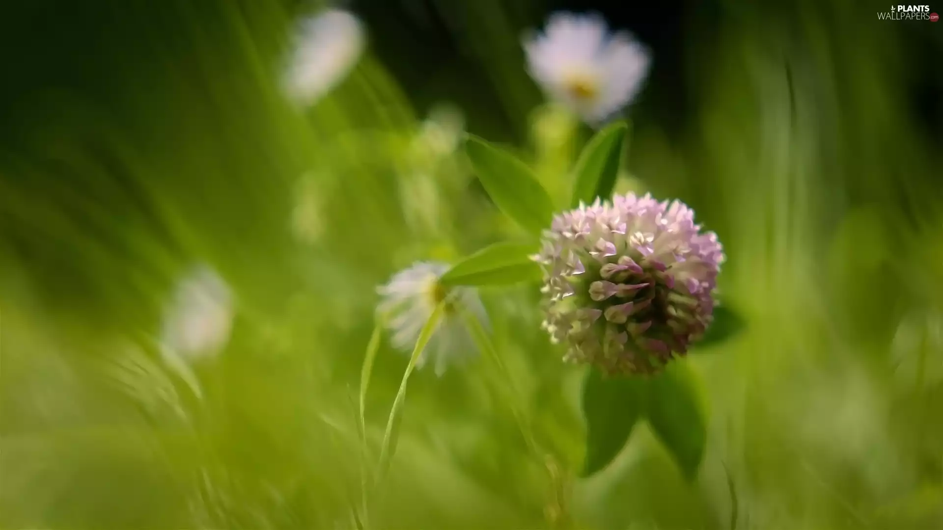 trefoil, Leaf, blur, Colourfull Flowers
