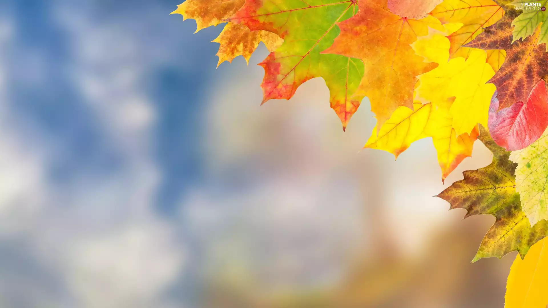 color, Leaf, blurry background, Autumn