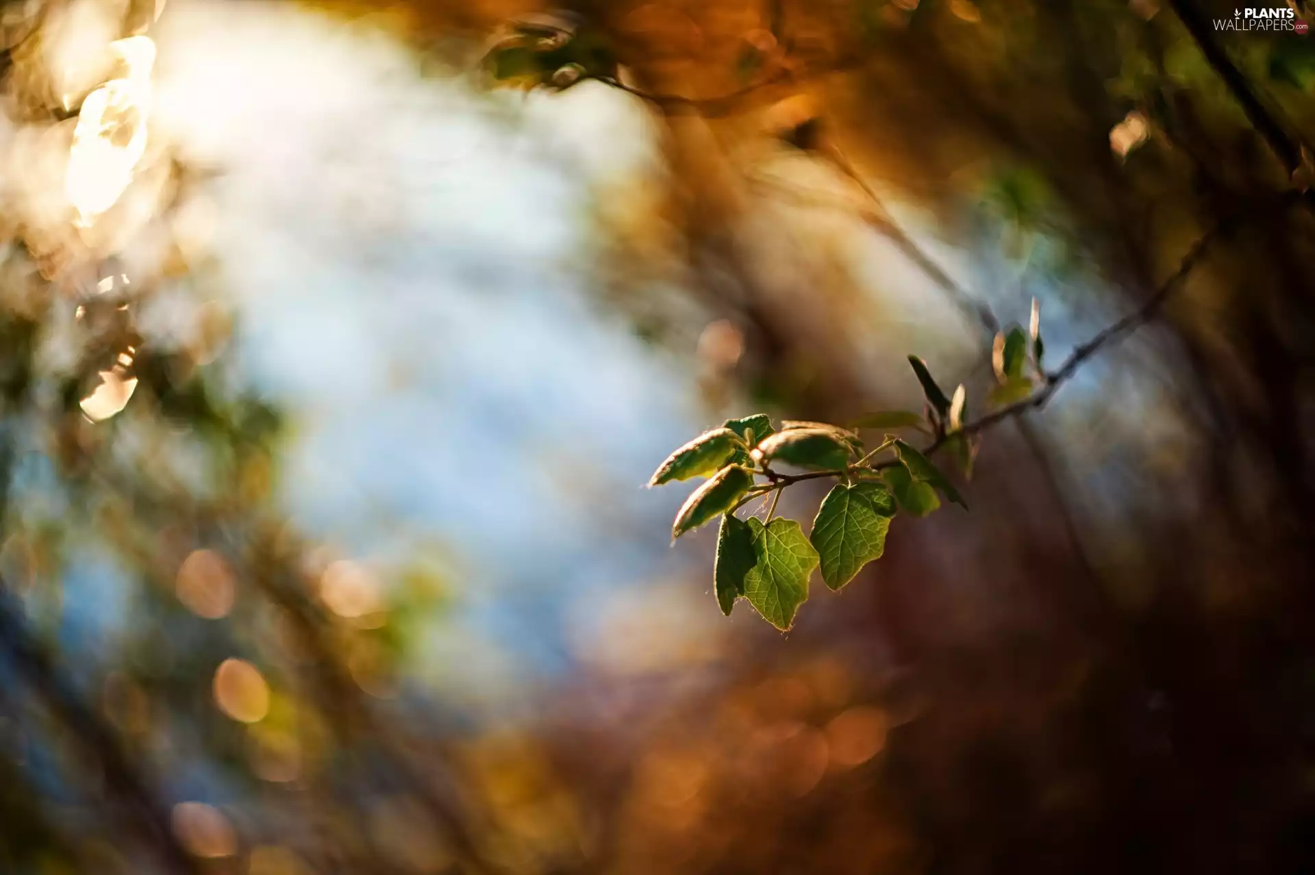 blurry background, twig, Leaf