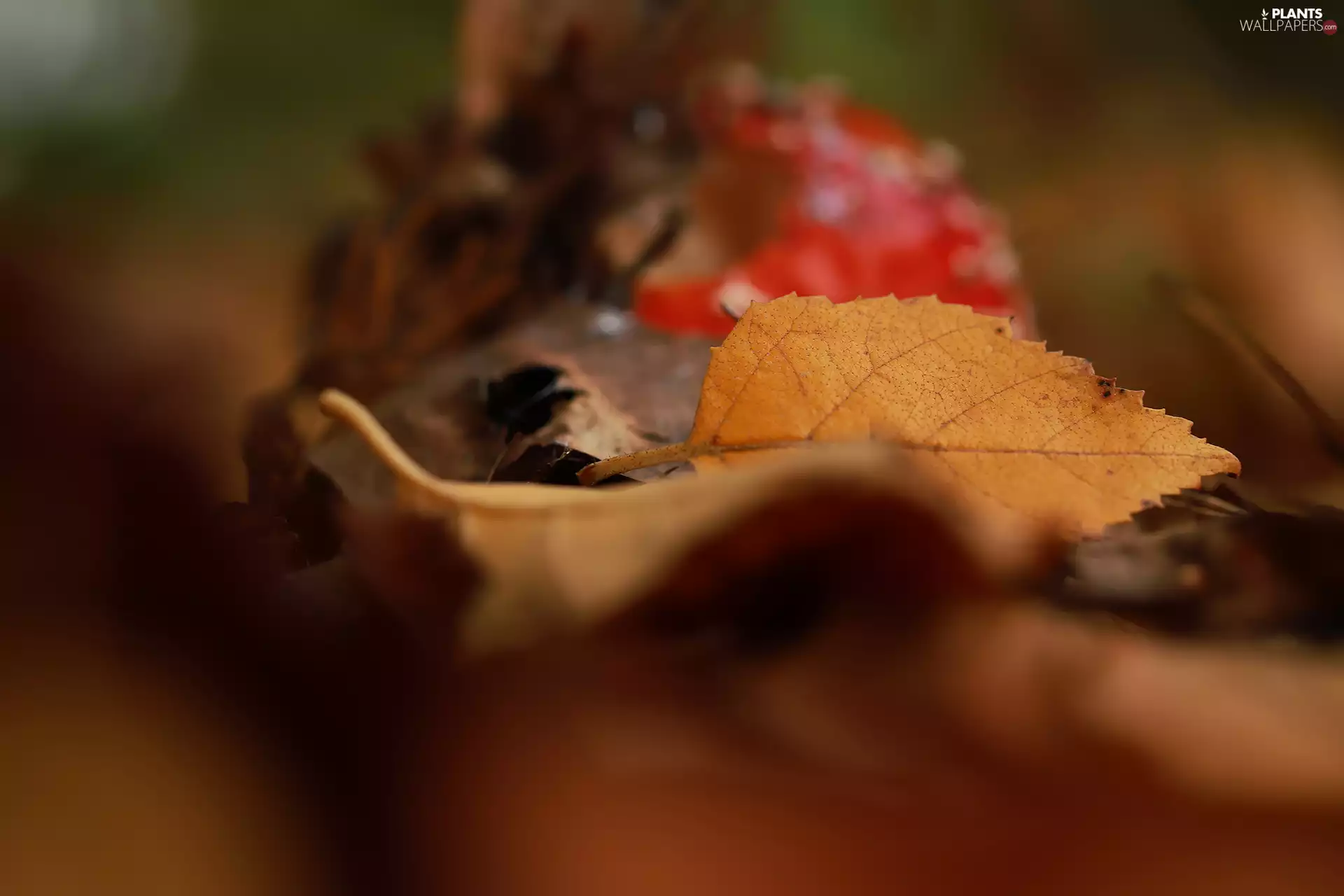 blurry background, Yellow, leaf
