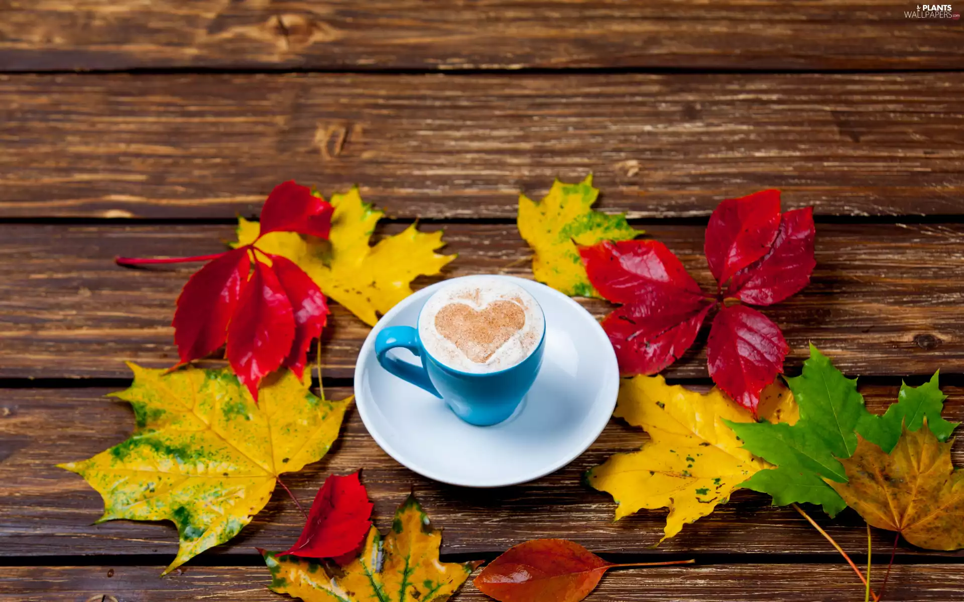 Heart, coffee, boarding, color, maple, mousse, cup, Leaf