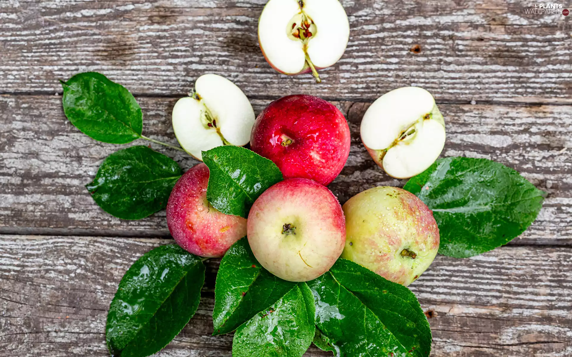 apples, Leaf, boarding, green ones