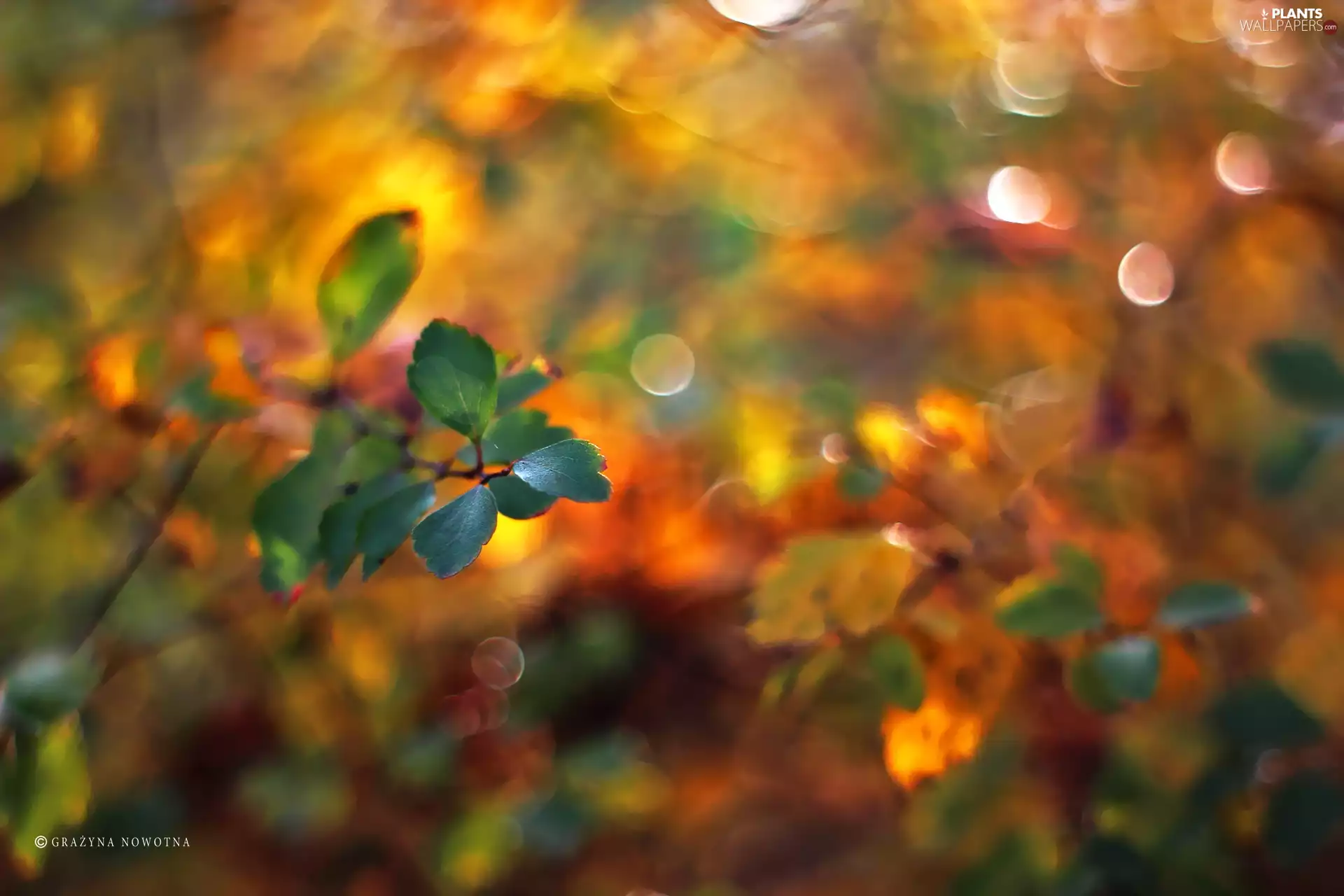 Bokeh, green ones, Leaf