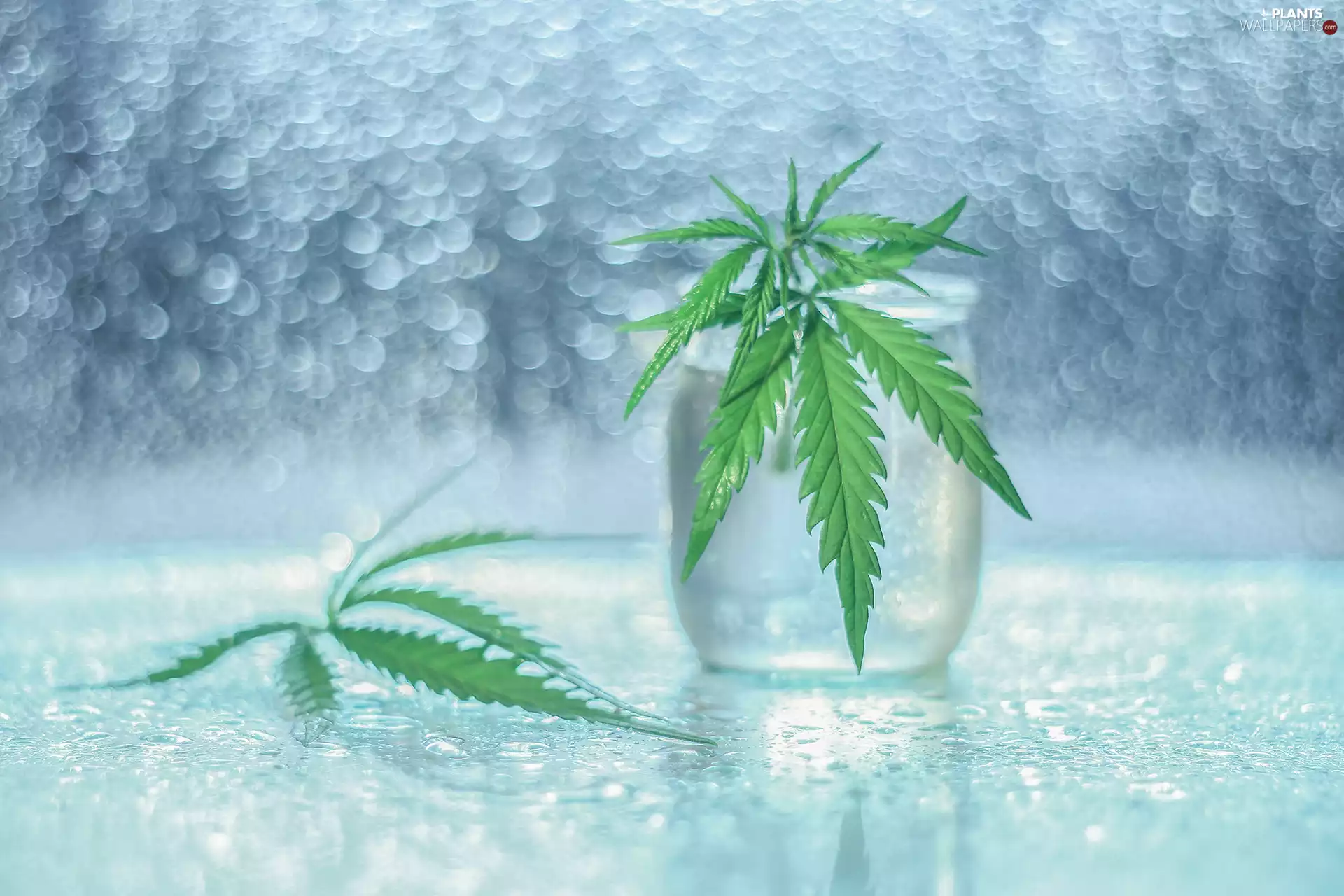 Bokeh, Cannabis Seeds, Leaf