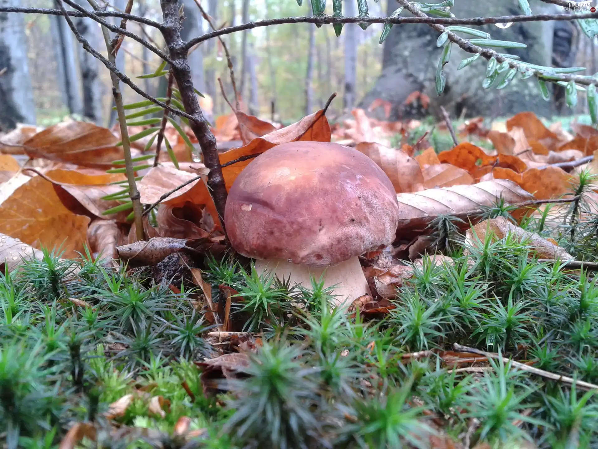 boletus, needles, Leaf, forest