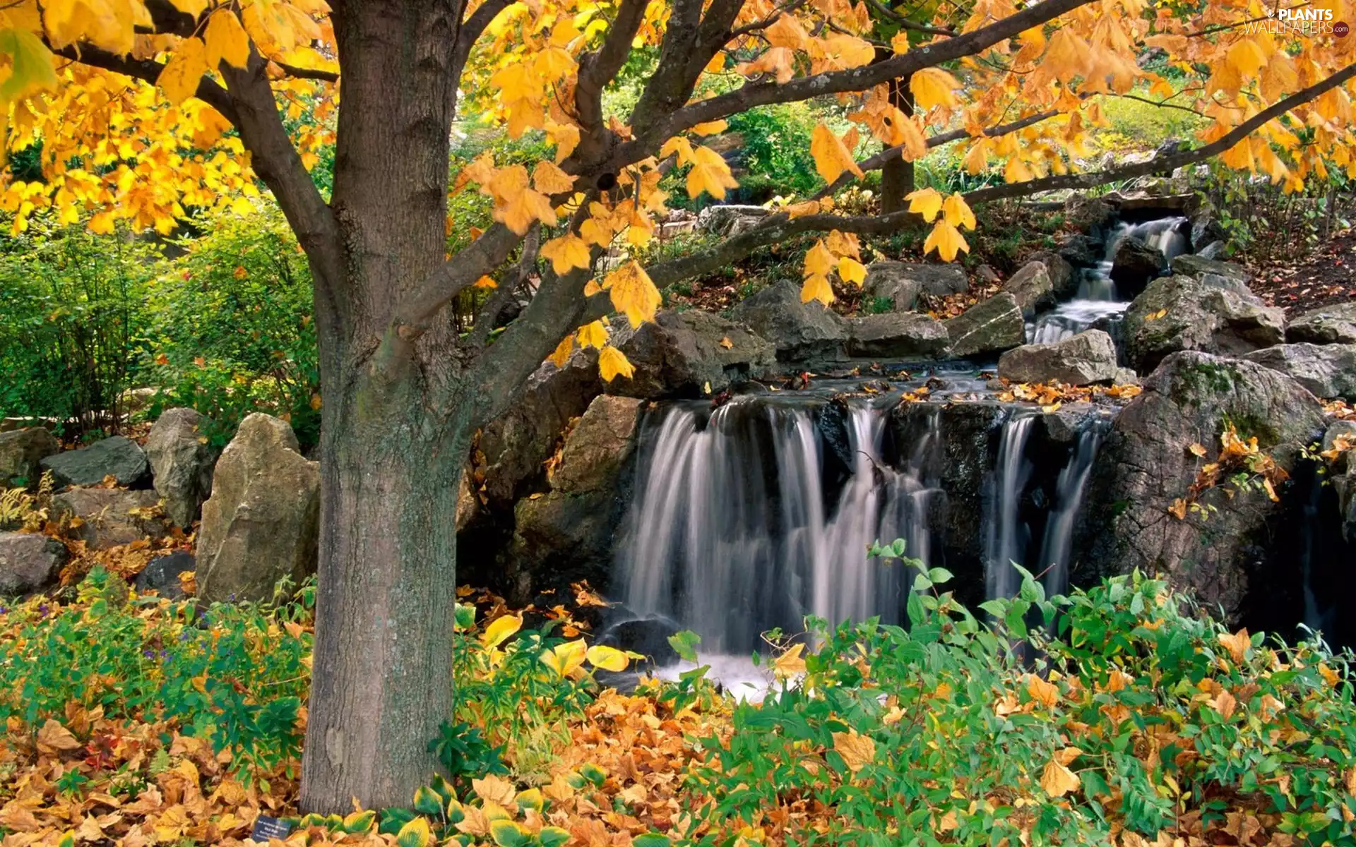 waterfall, fallen, botanical, Leaf, trees, Garden, Chicago