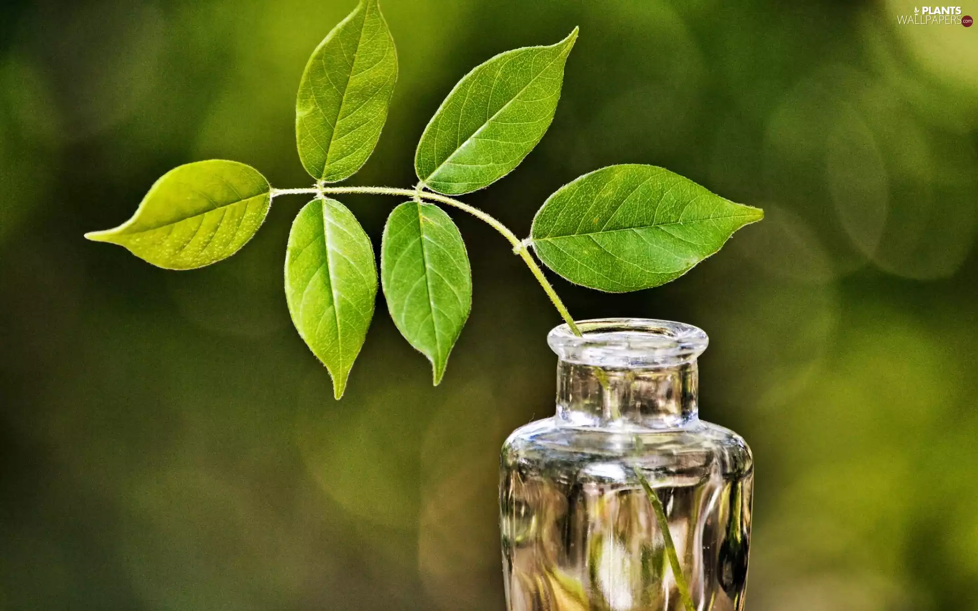twig, Leaf, Bottle, green ones