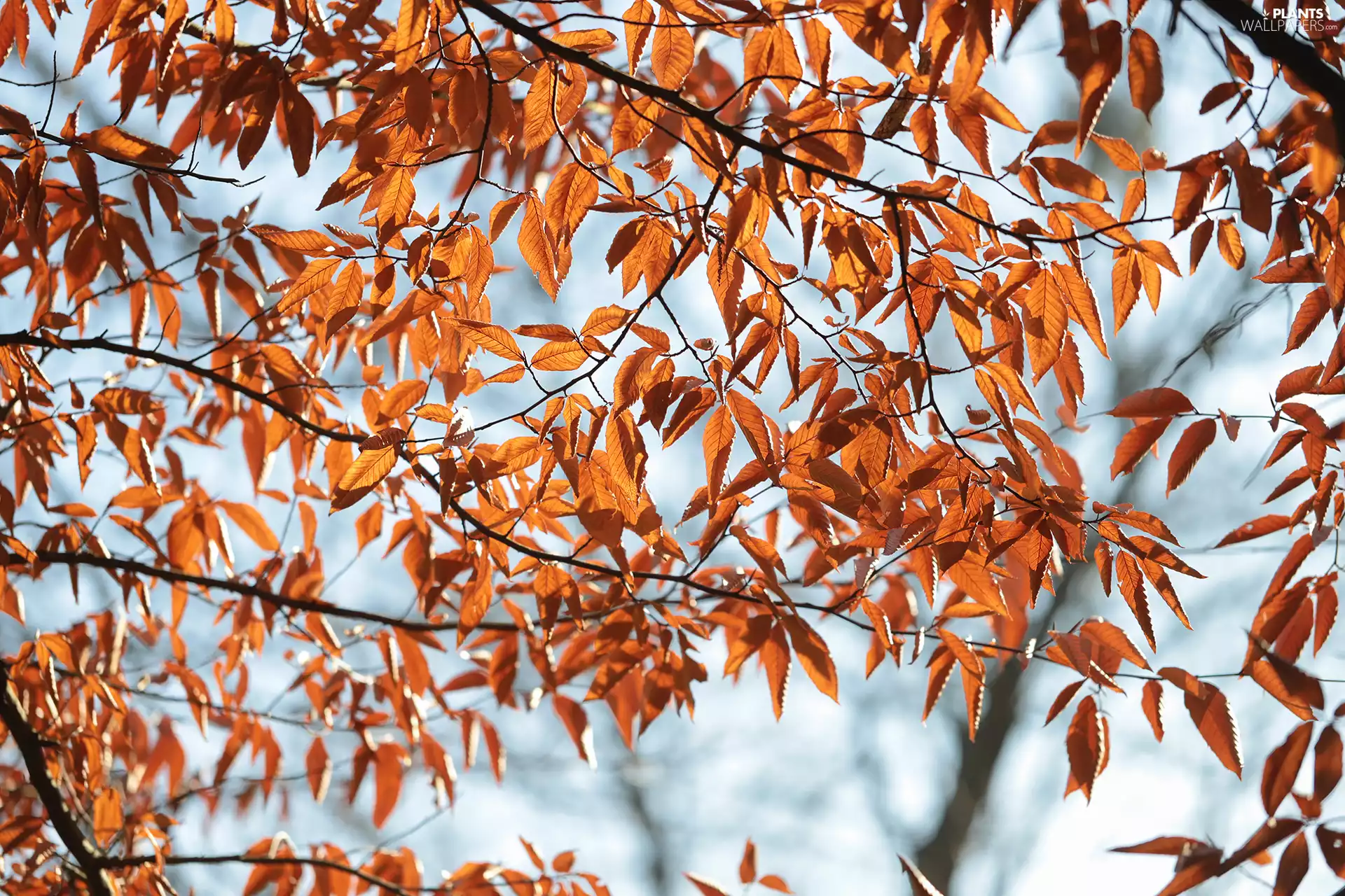 branch pics, dry, Leaf