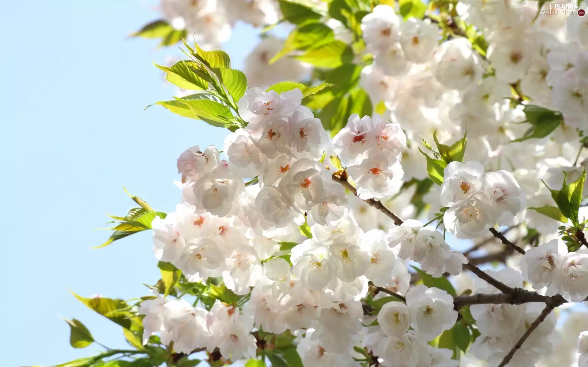 White, Leaf, branch pics, Flowers