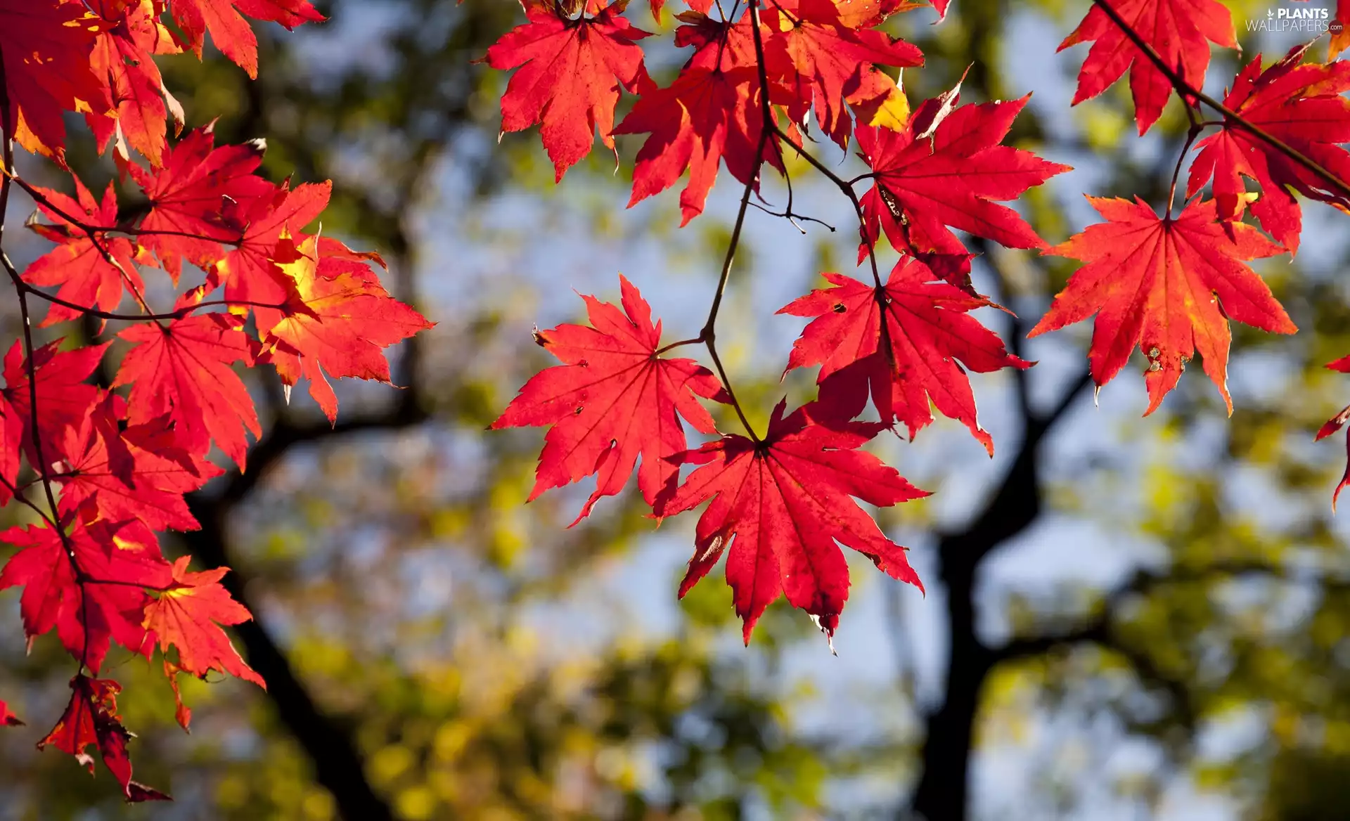 autumn, Leaf, branch pics, maple