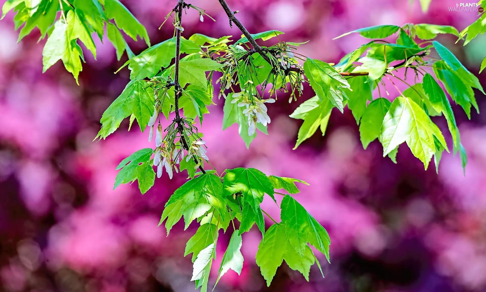 branch, trees, maple, Leaf