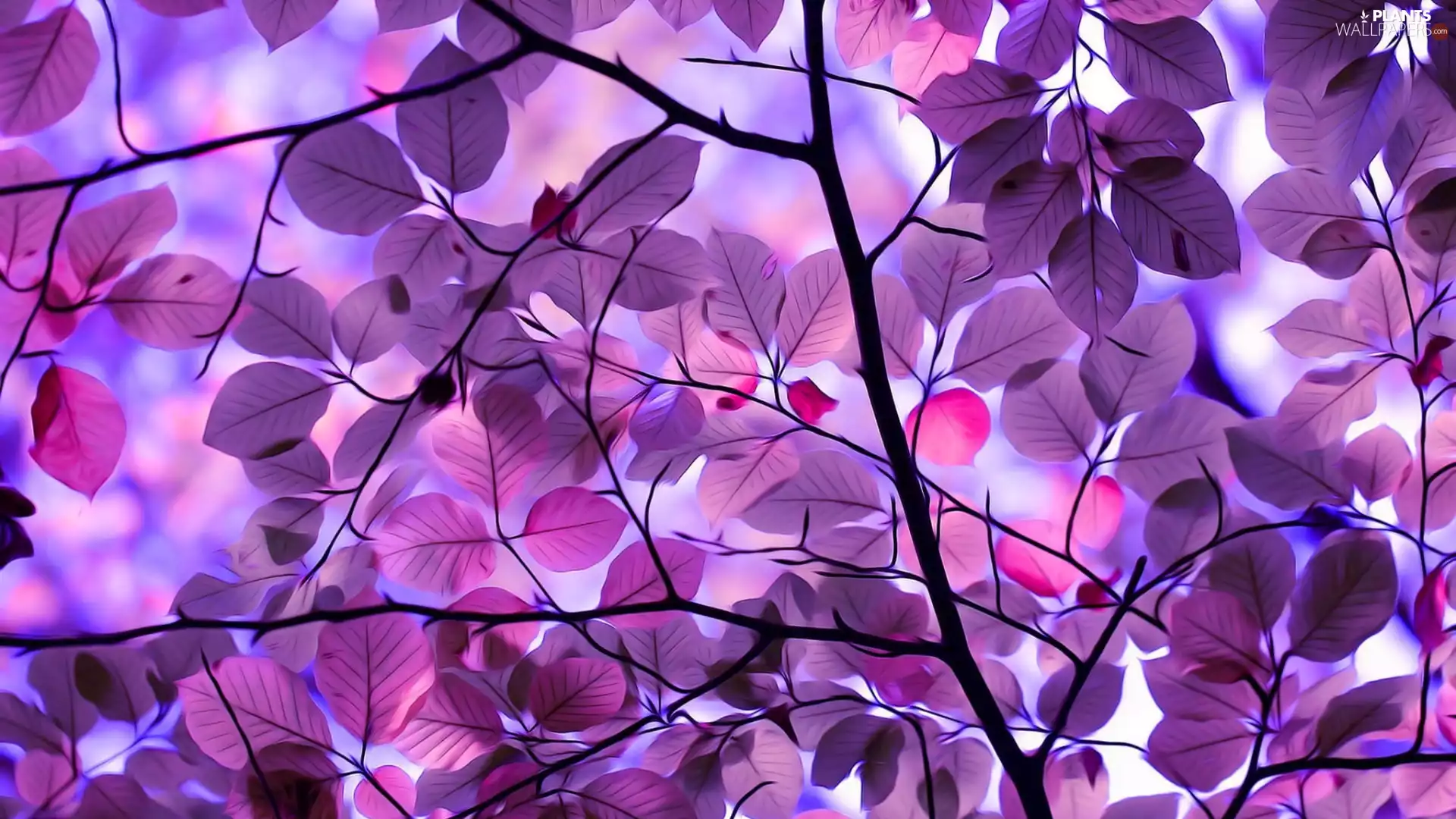 graphics, Leaf, branch pics, purple