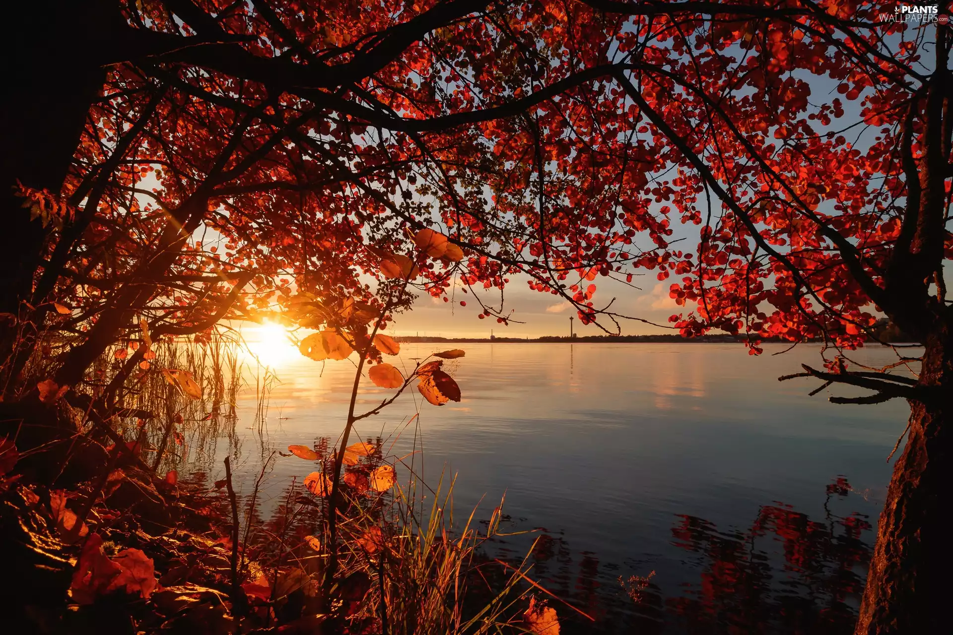 trees, Sunrise, branch pics, autumn, lake, viewes, Leaf