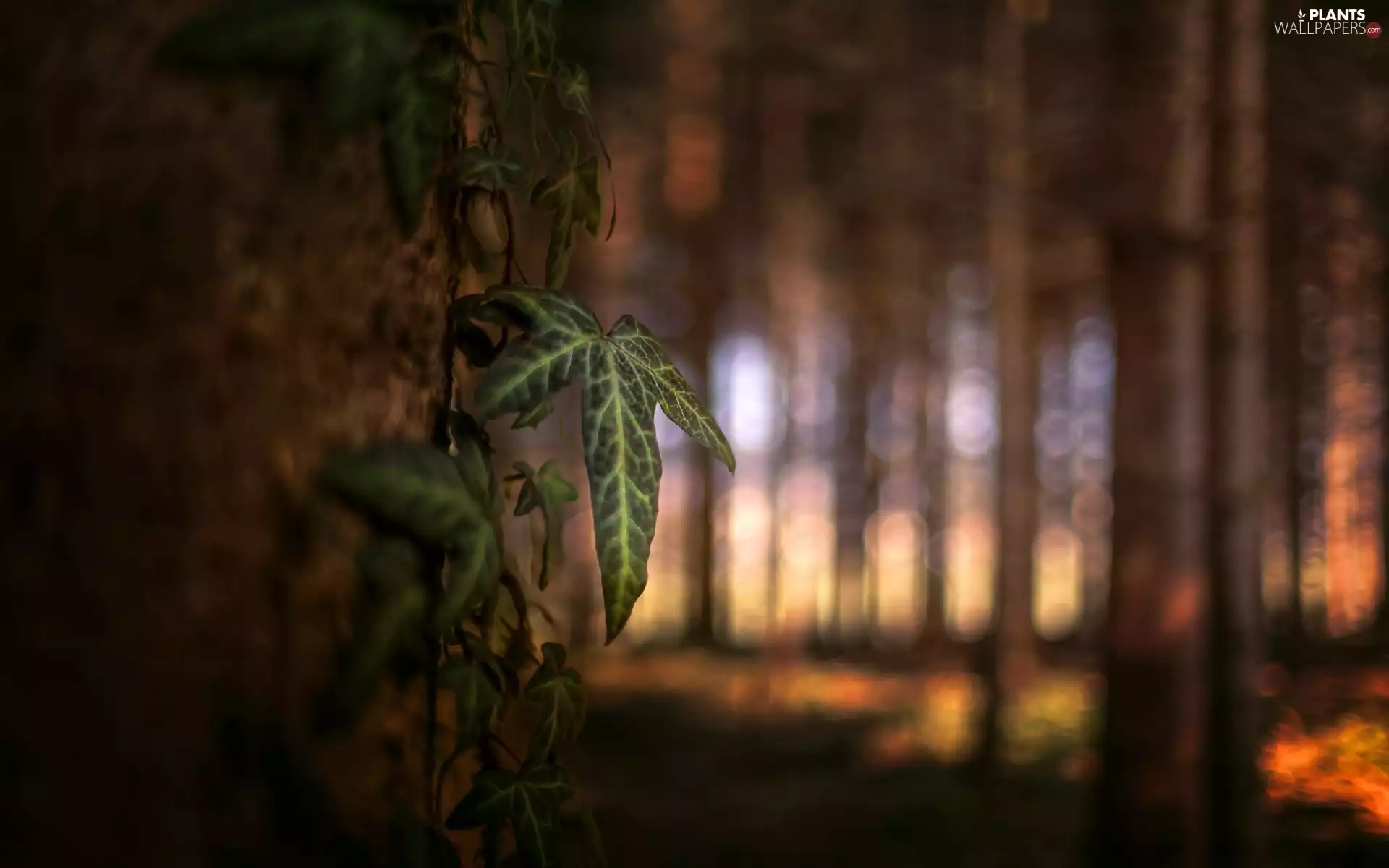 Bokeh, light breaking through sky, trees, forest, leaf