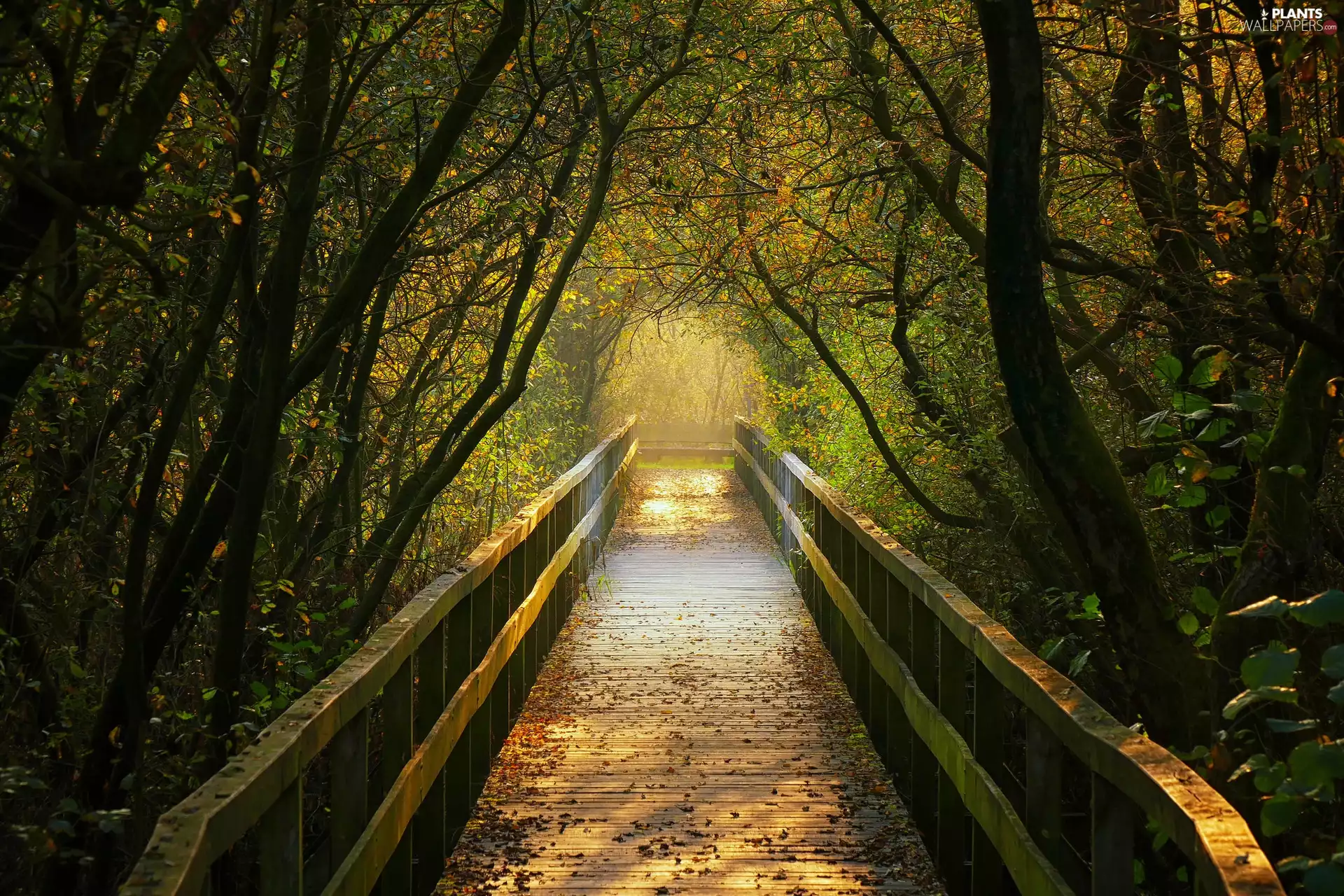 viewes, Leaf, bridge, trees, autumn