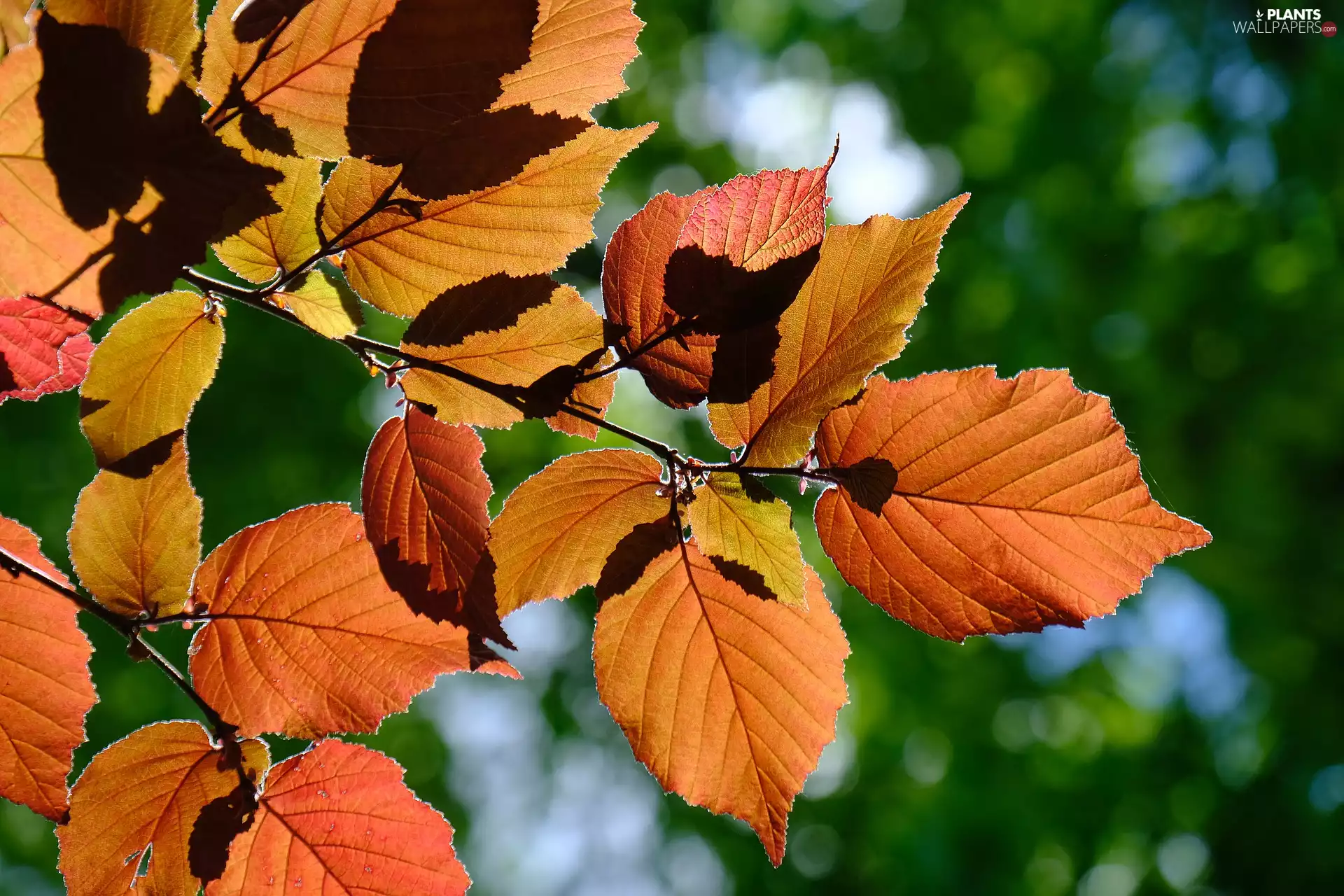 Leaf, Twigs, Brown