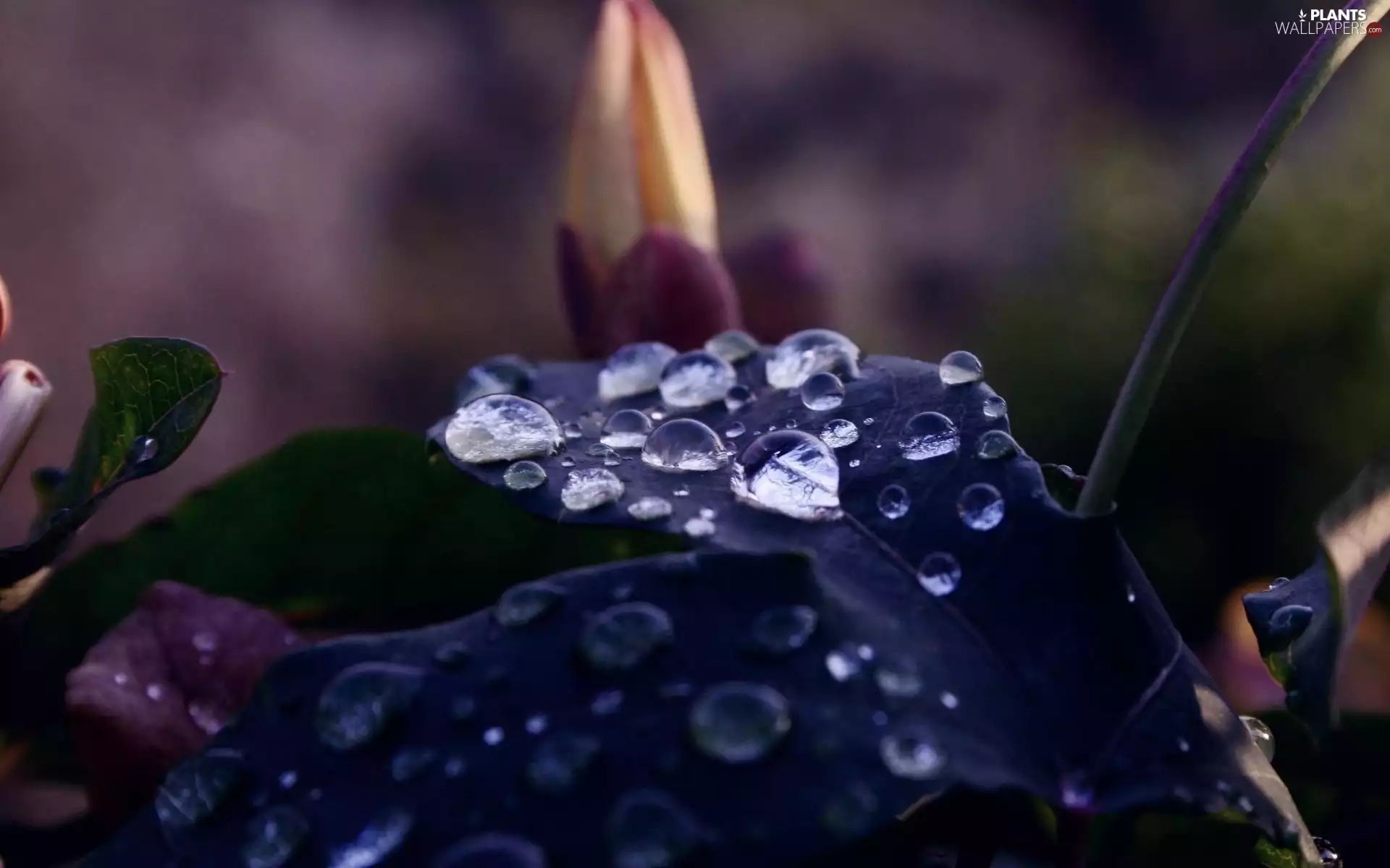 drops, Green, bud, leaf, dark, water, floral