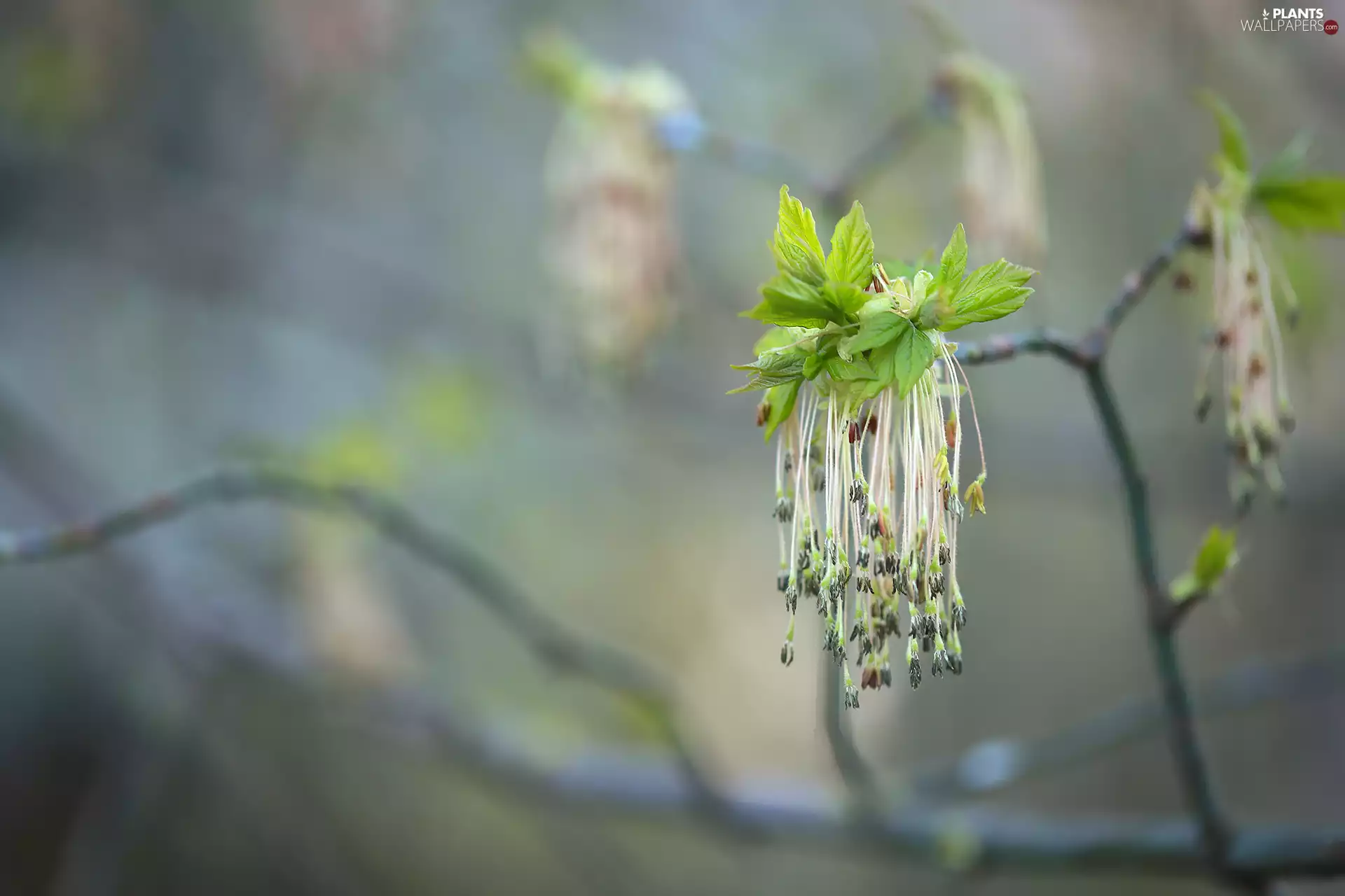 Buds, Manitoba Maple, Leaf