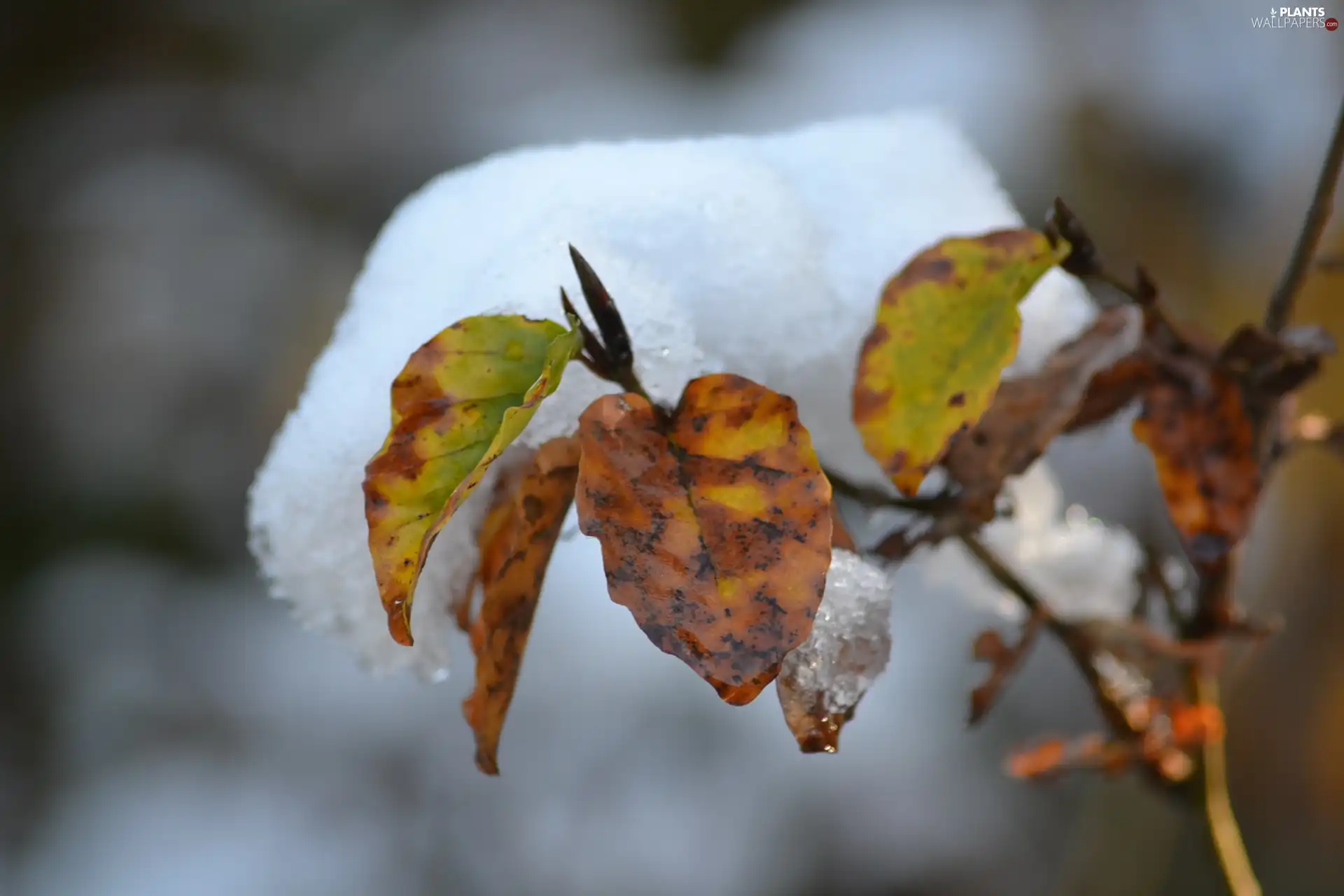 Leaf, Buka, cap, an, Snow