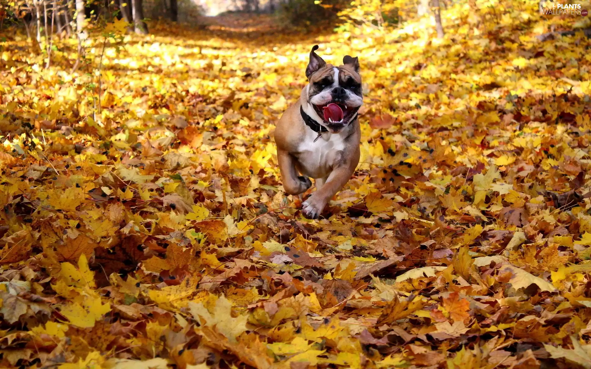 forest, autumn, Path, Leaf, Pit Bull