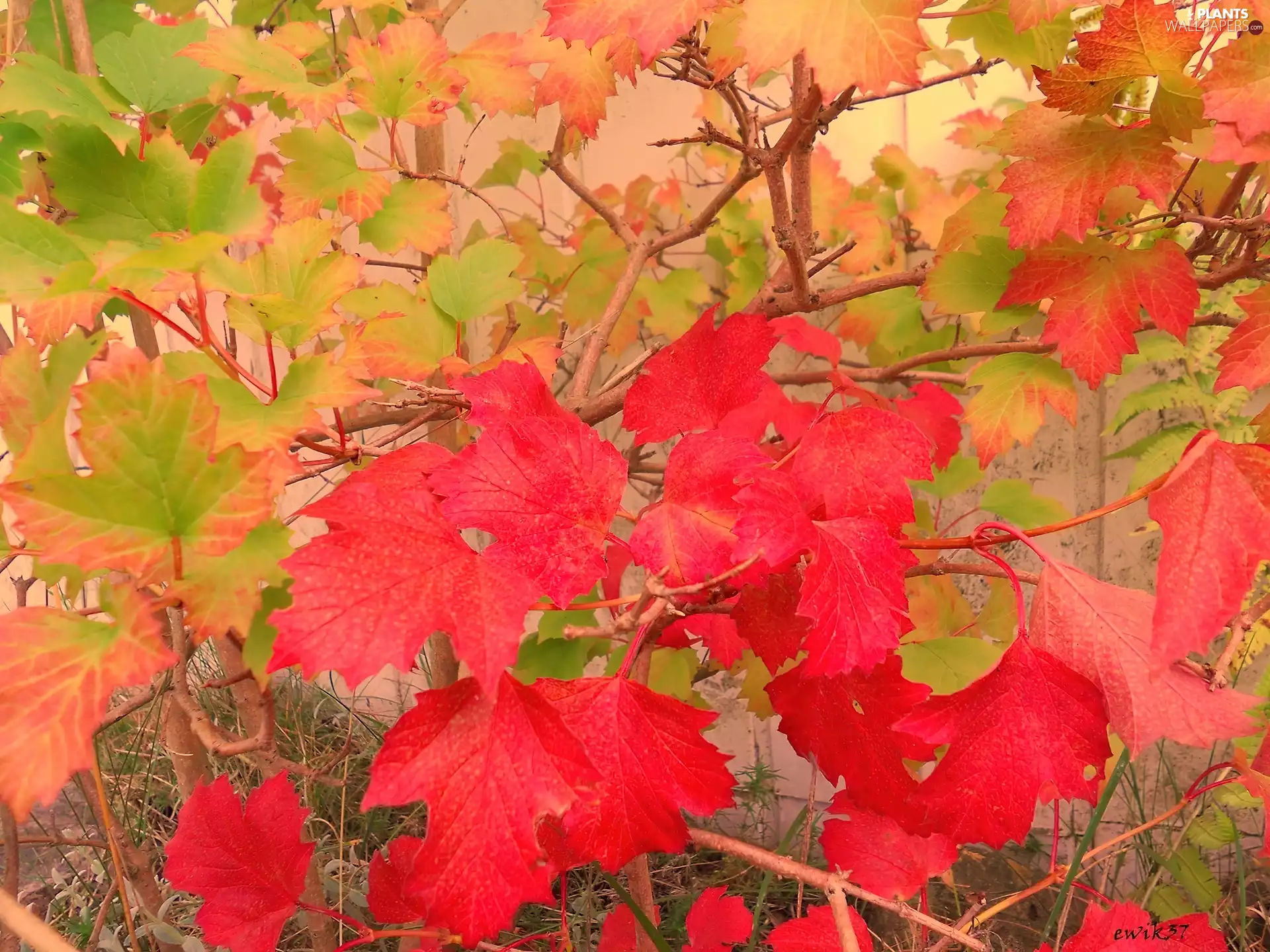 green ones, Red, Leaf, yellow, Bush
