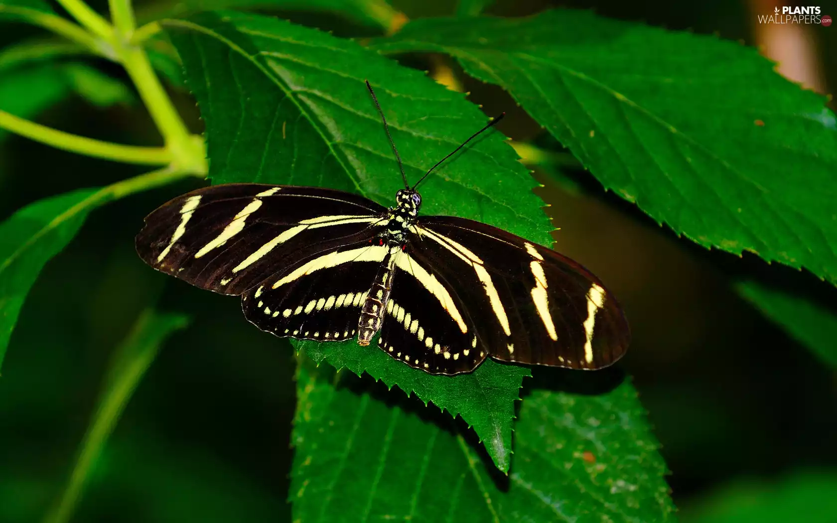 Leaf, Beatyfull, butterfly